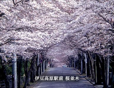 伊豆高原駅前桜並木